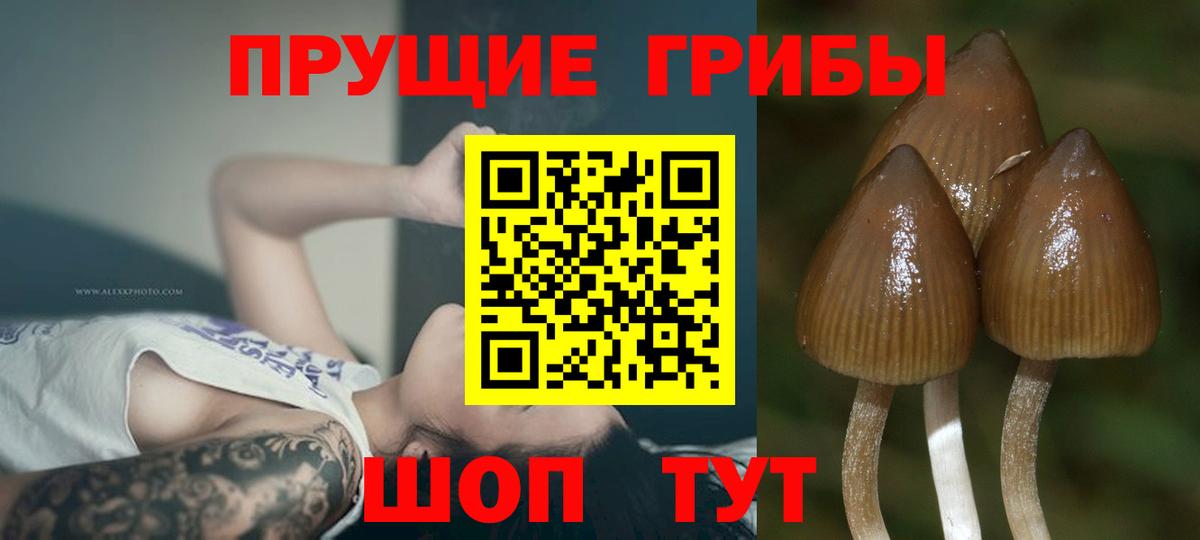Галлюциногенные грибы Psilocybe Павловский Посад